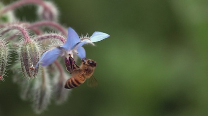 4K 高清 蜜蜂觅食硼花