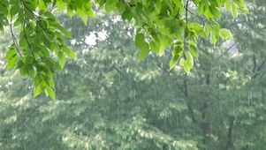 清凉雨中绿叶