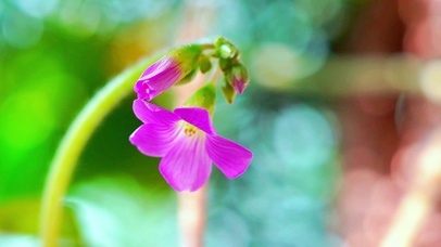 唯美治愈紫花4K
