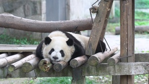 慵懒的熊猫