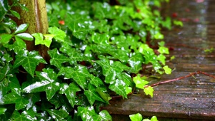 护眼雨中植物