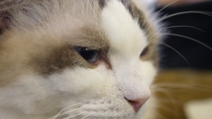猫咪特写