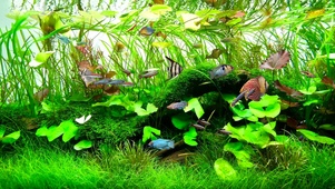 绿草水族馆