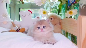 暖心的猫咪
