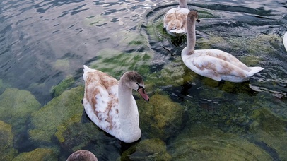 河边嘻嘻可爱的小鸭几