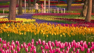 花海