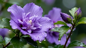 雨后紫花