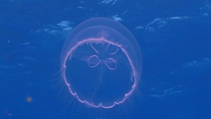 海藻