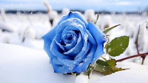 雪中唯美蓝玫瑰