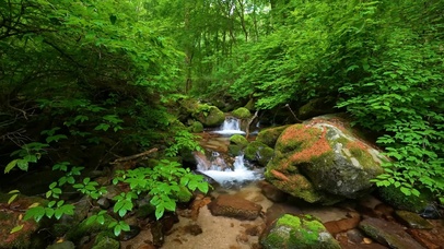 4k绿色丛林溪水