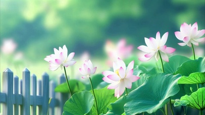 唯美摇曳的荷花