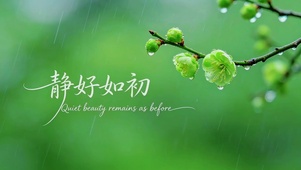 清新绿梅，静好如初