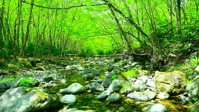 绿林乱石溪水