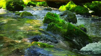 夏日清凉溪水