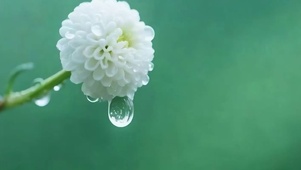 水滴花朵带鱼屏
