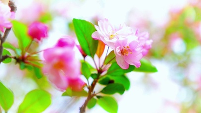 唯美治愈海棠花4K