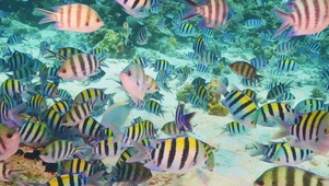 海洋鱼群