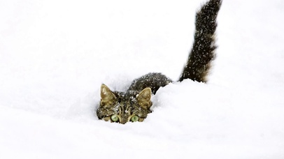 雪地猫