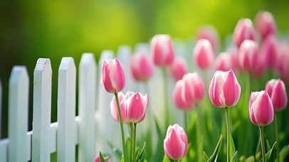 唯美摇曳的郁金香