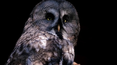 【4K】夕阳余晖下远眺的猫头鹰