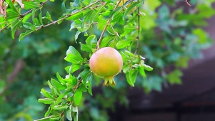 石榴实拍