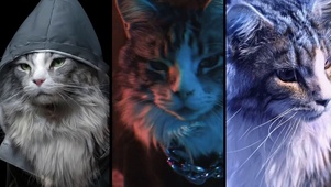 猫系-冰与火