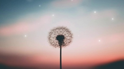 唯美治愈蒲公英