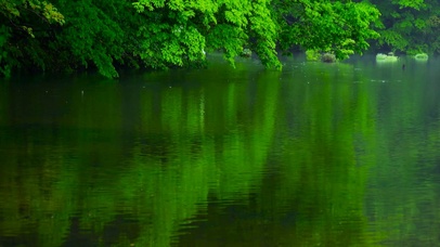 湖边绿意