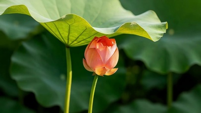 夏日荷花