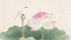 小清新荷花