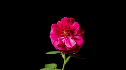 唯美红色花盛开