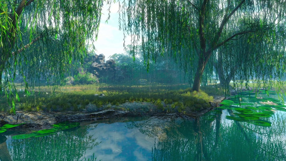 细雨柳荫荷塘水景，垂柳倒影与荷叶浮于塘面