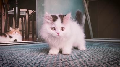 4k可爱小布偶猫