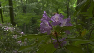 森の花
