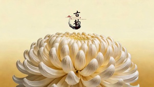 古韵鞠花