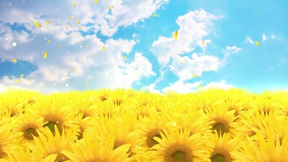 清新唯美向日葵