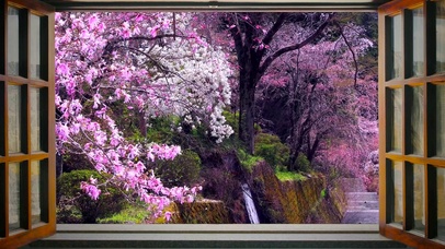 春天窗外山间樱花