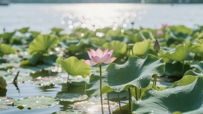阳光静谧湖畔荷花