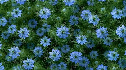 清新蓝色花卉绿植壁纸