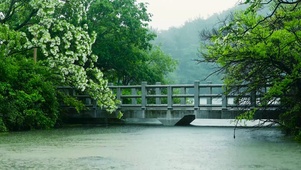 夏日护眼雨天湖泊石桥