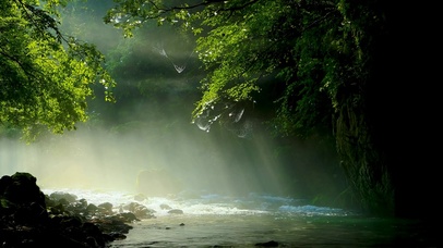 4k阳光通过树林