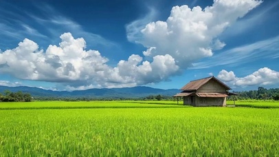稻田小屋美丽风景