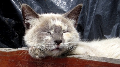 【桌面养猫】慵懒的小猫