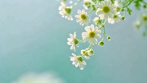 治愈小白花4K