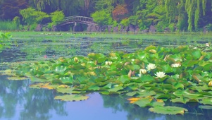 Apink花瓣占卜