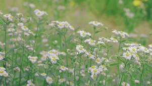 春日序小雏菊