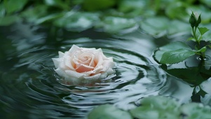 水中玫瑰
