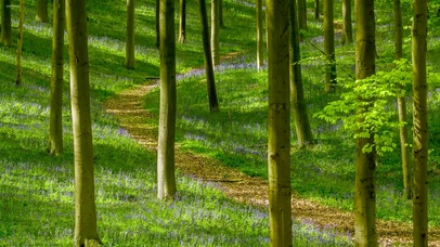 幽静护眼树林小路