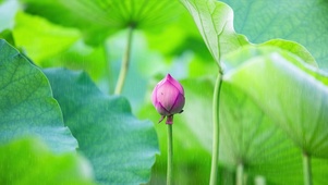 荷叶荷花