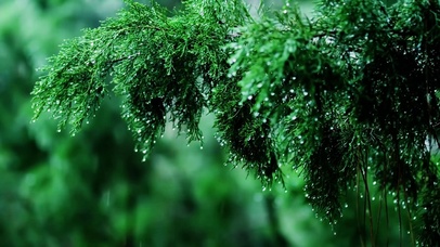 4k雨中松叶